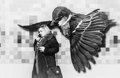 The Birds