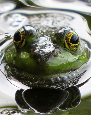 frog kiss dianne cowen
