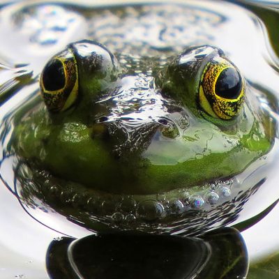 frog kiss dianne cowen