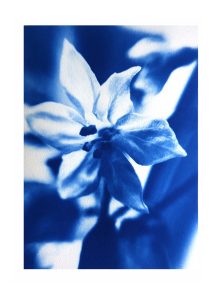 Eleanor-Buffam_Chili-Flower