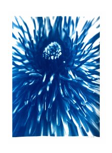 Eleanor-Buffam_Dandelion-Flower