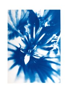 Eleanor-Buffam_Diagonal-Nasturtium