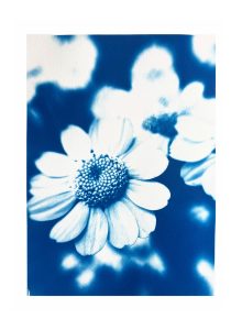 Eleanor-Buffam_Feverfew-Flowers