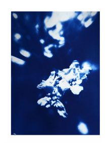 Eleanor-Buffam_Horseradish-Flowers