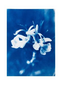 Eleanor-Buffam_Rosemary-Flowers