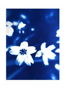 Eleanor-Buffam_Siberian-Purslane