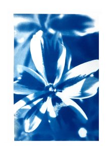 Eleanor-Buffam_Phlox-Flower
